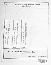 Hypomyces torminosus image